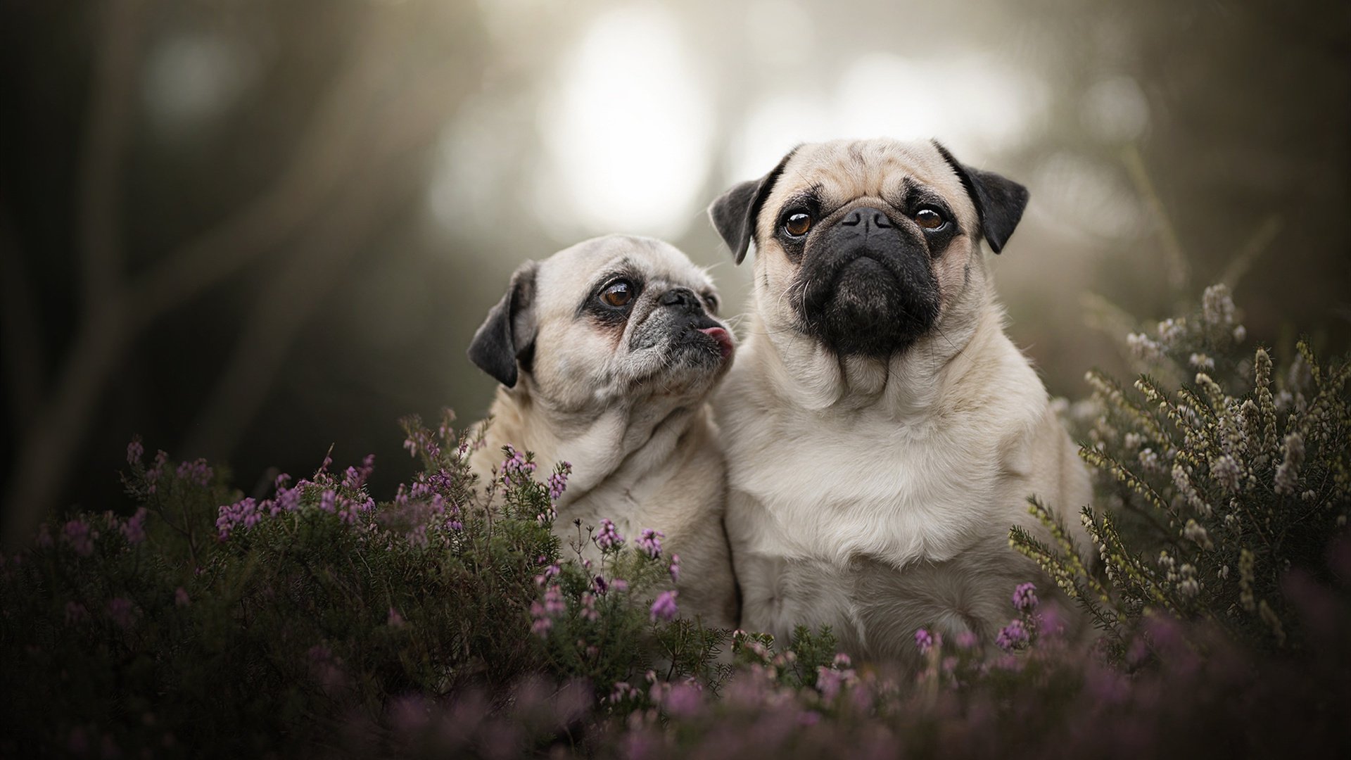 布克丹佛首秀高光，掘金逆转公牛取开门红