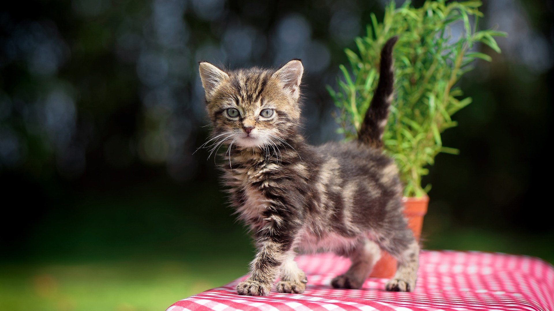 赛场的韧性光芒,在体能耗尽处,精神绽放