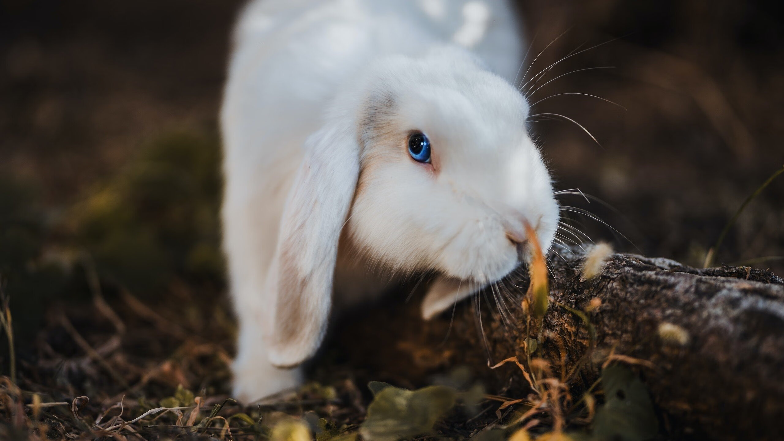 欧洲杯的意外主宰,当卡瓦哈尔统治全场,奥地利绝杀撕裂比利时的金色黄昏