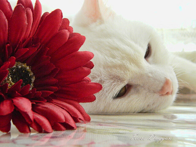 逆转之力,从绿茵场到乒乓球台的领袖赞歌