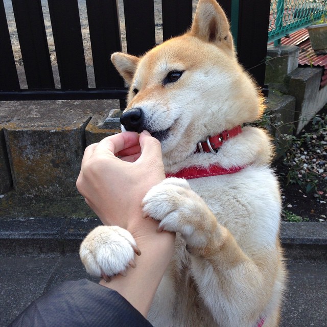 并非在波士顿，当米切尔时刻穿越时空，在奥兰多点燃凯尔特人翻盘的古老火种