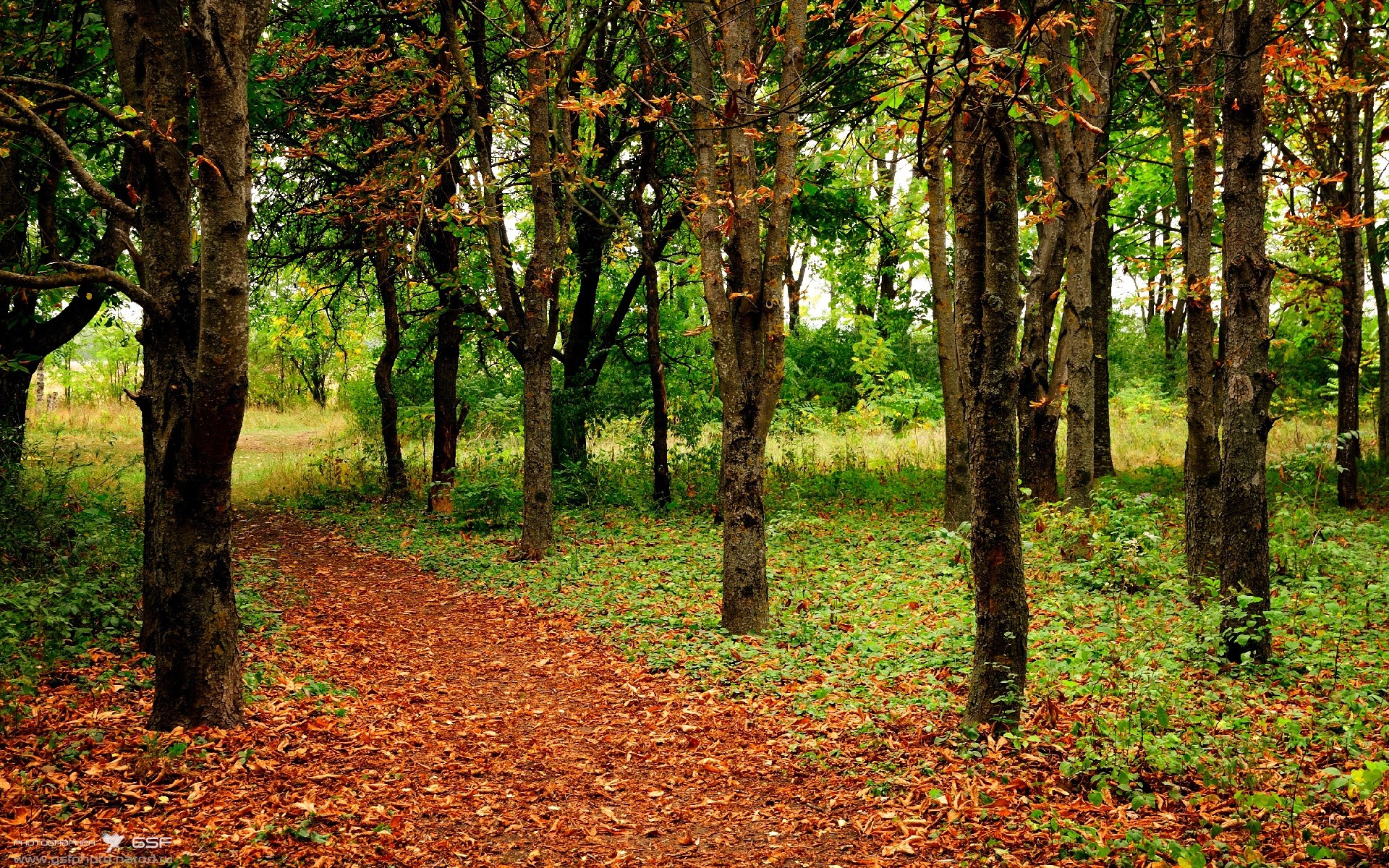 陨石冲击与钢铁机器，当锡安撕碎黑夜，灰熊已在黎明编织牢笼