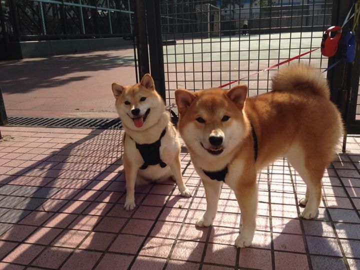 被低估者的觉醒,罗马绝境重生与德里赫特的关键接管