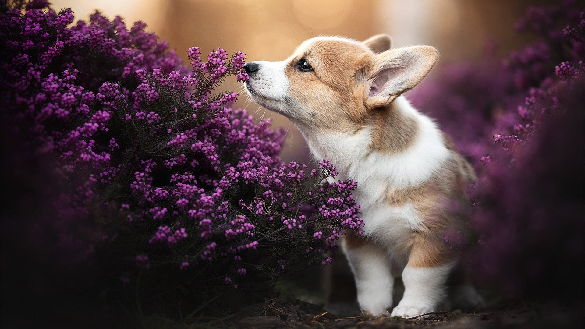 神迹级防守与数据狂想曲,76人如何用一场窒息战改写季后赛剧本?