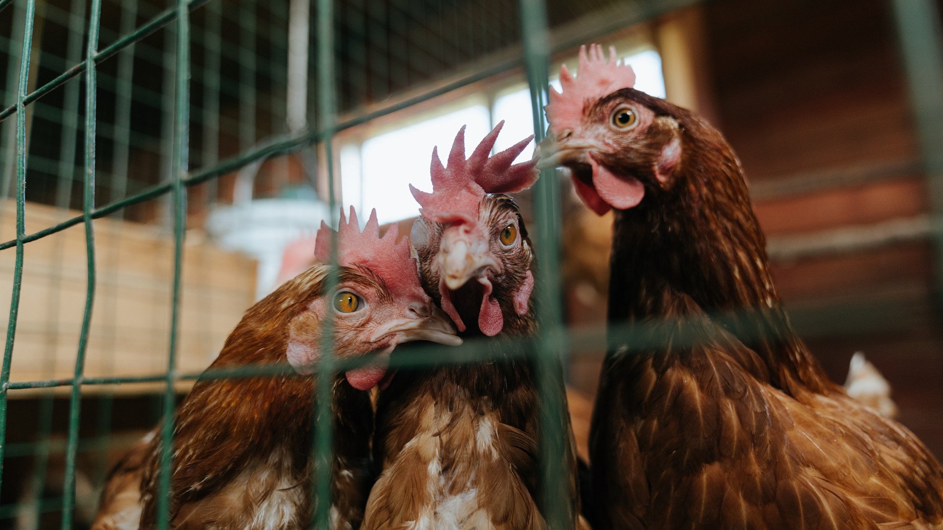 街道即赛场，当广东引擎全速压制休斯顿火箭