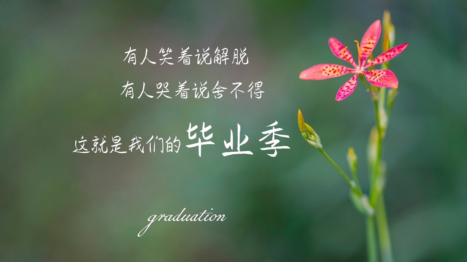 赛道上的钢铁洪流，深圳队用F1战术思维全面压制开拓者