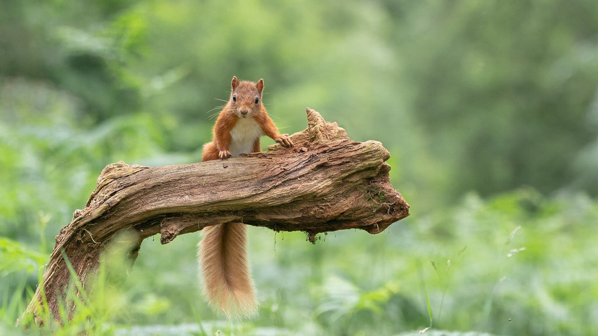 冰火对决,班凯罗的熔岩突破与鹈鹕的烈火燎原
