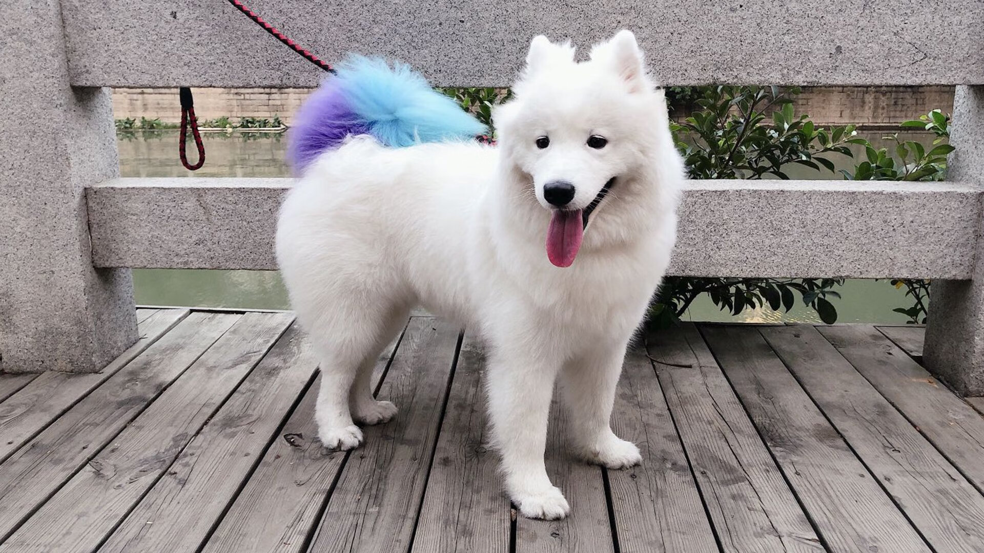 绿茵场的赛道狂飙,皇家社会战术击溃巴黎,莫德里奇以F1式接管演绎年度争冠