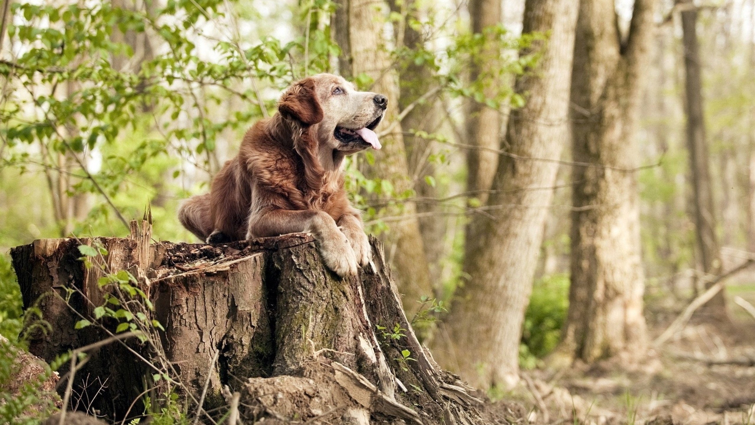 绝杀时刻,阿尔瓦雷斯个人能力完全展现,埃及末节奇迹带走爱尔兰
