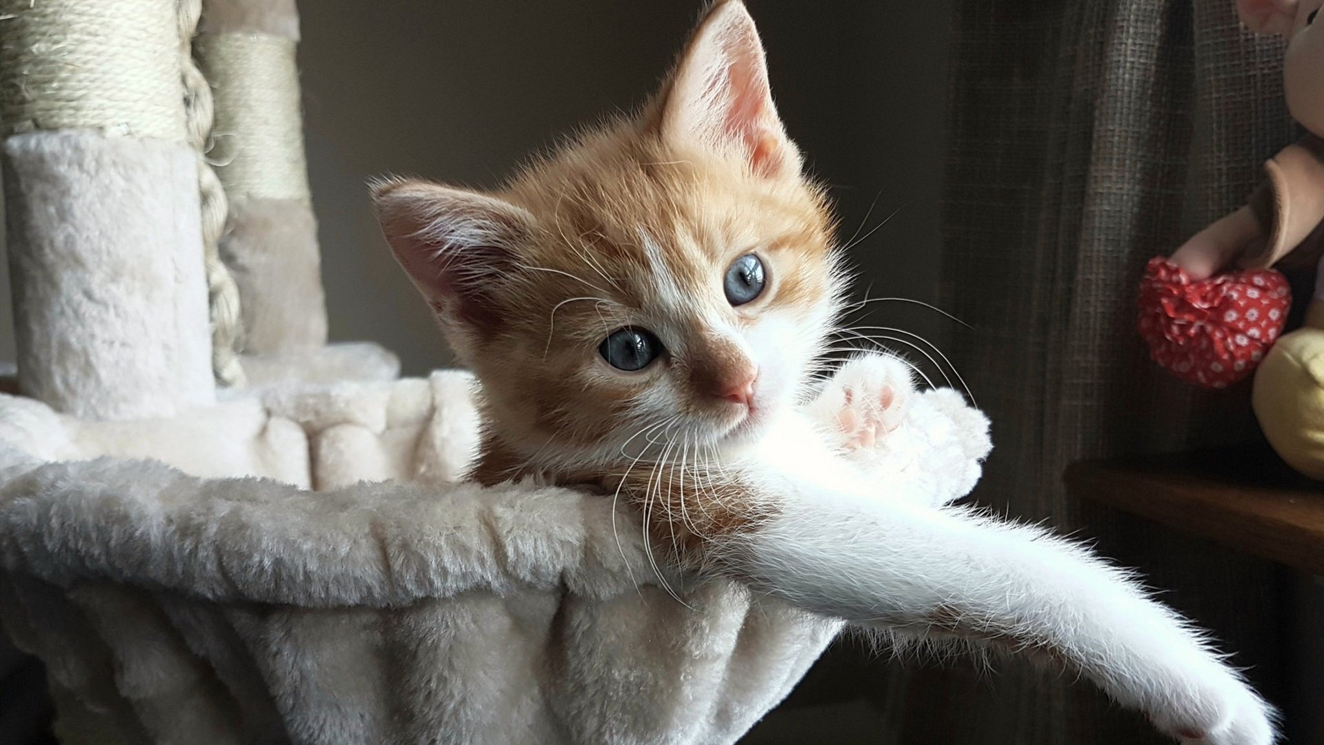 双重证明，戈贝尔以明镜之道照亮焦点，马刺以无我为剑力克国王