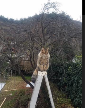 凡人弑神,当苏亚雷斯的子弹与亚特兰大的铁蹄,同时碾碎英格兰的傲慢