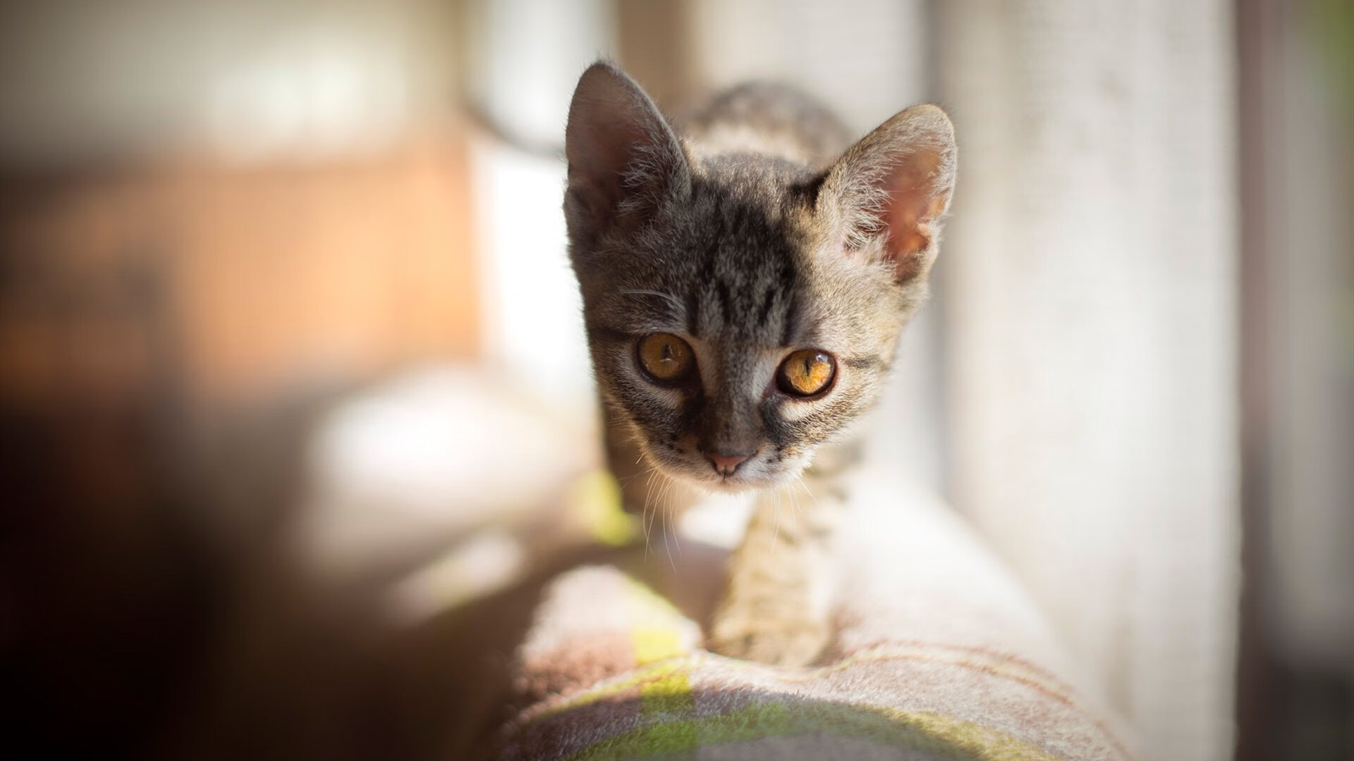 双线鏖战,当圣西罗的月光照亮休斯顿的篮筐