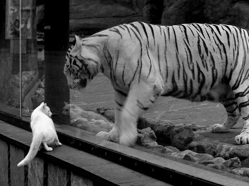 车轮上的文明冲突，F1迈阿密站上演美国野性冲垮葡萄牙智慧焦点战