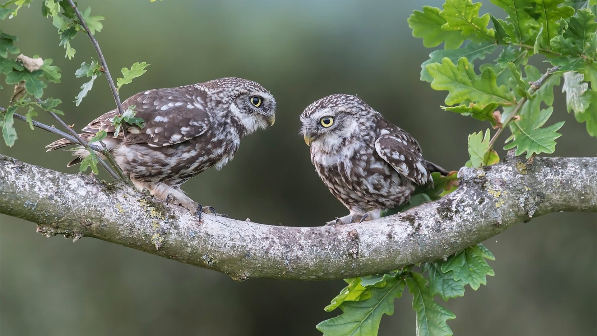 年度焦点之战，勇士强势晋级，黄蜂虽败犹荣
