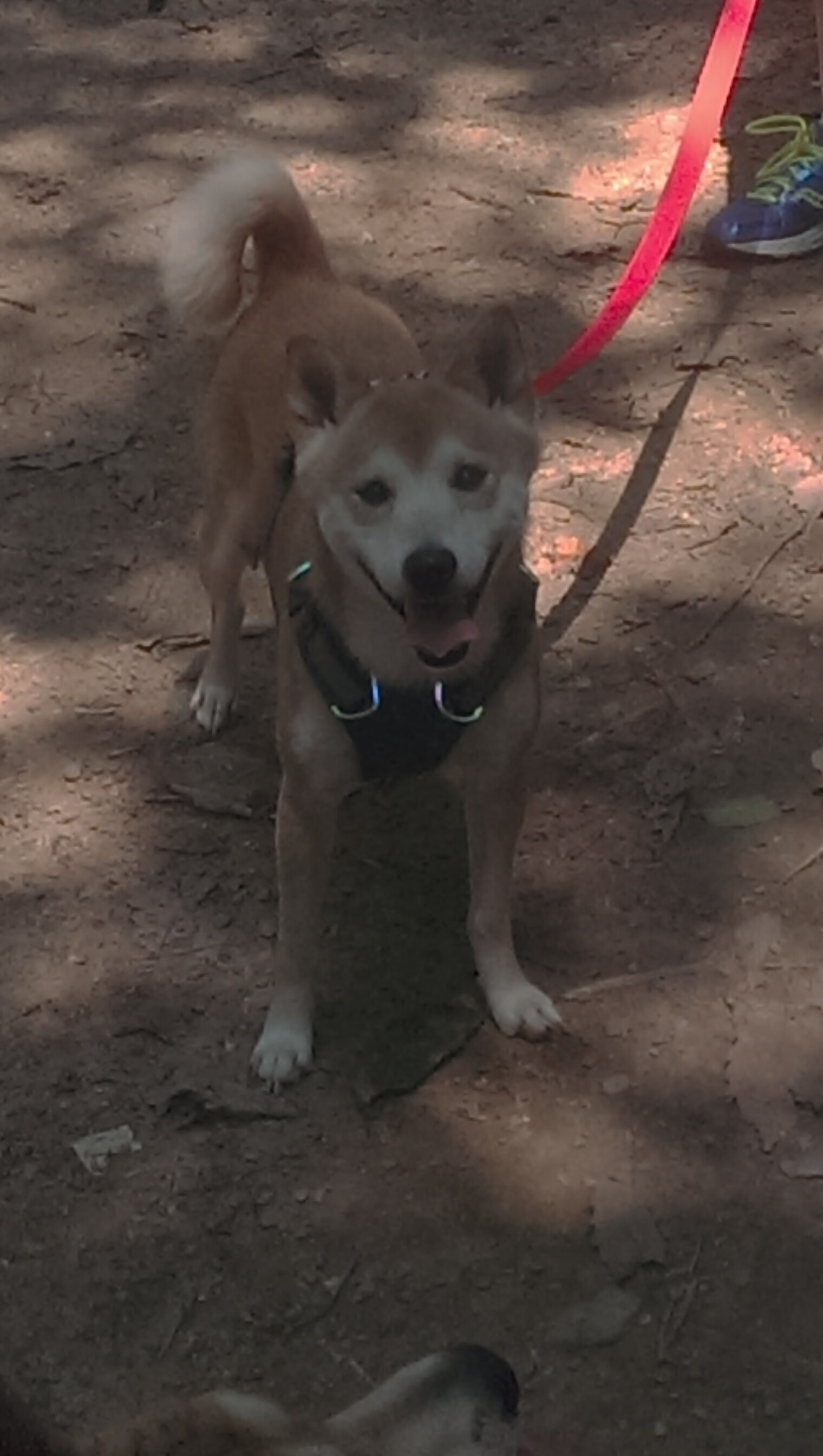 贝恩，节奏掌控者，步行者瓦解上海队防线背后的胜负哲学