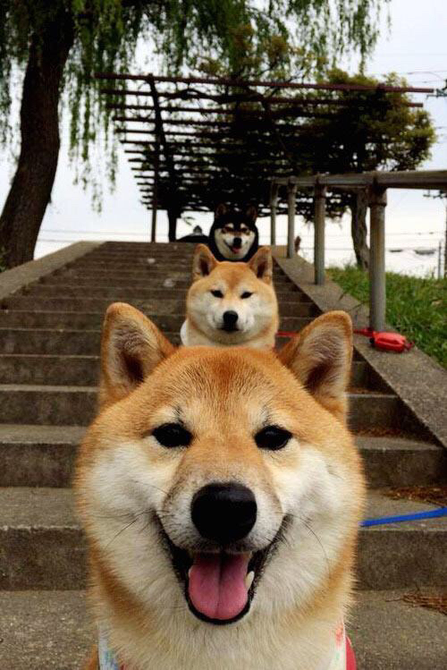 狼嚎觉醒，明尼苏达从深渊带回的奇迹