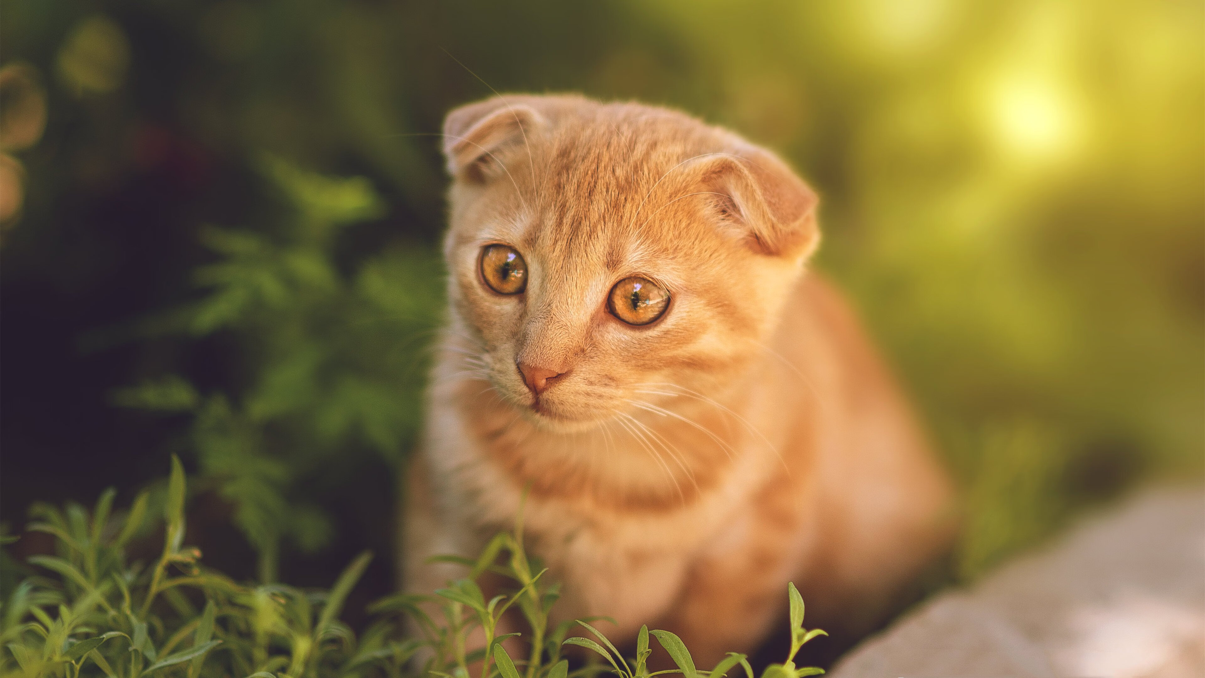 绿茵双响，伊朗队踏平牙买加迎大捷，布鲁诺里程碑之夜铸传奇