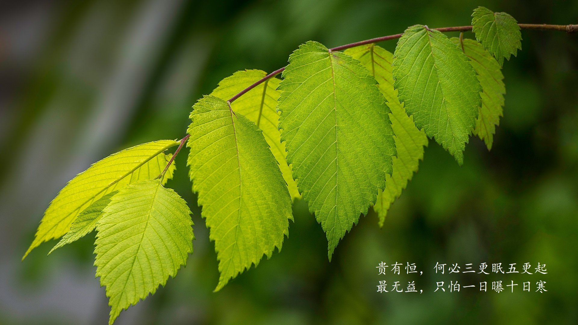 孤城与暗刃，2026世界杯D组，库尔图瓦的零封圣谕与罗马尼亚的致命一击